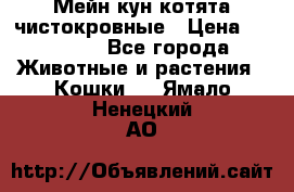 Мейн-кун котята чистокровные › Цена ­ 25 000 - Все города Животные и растения » Кошки   . Ямало-Ненецкий АО